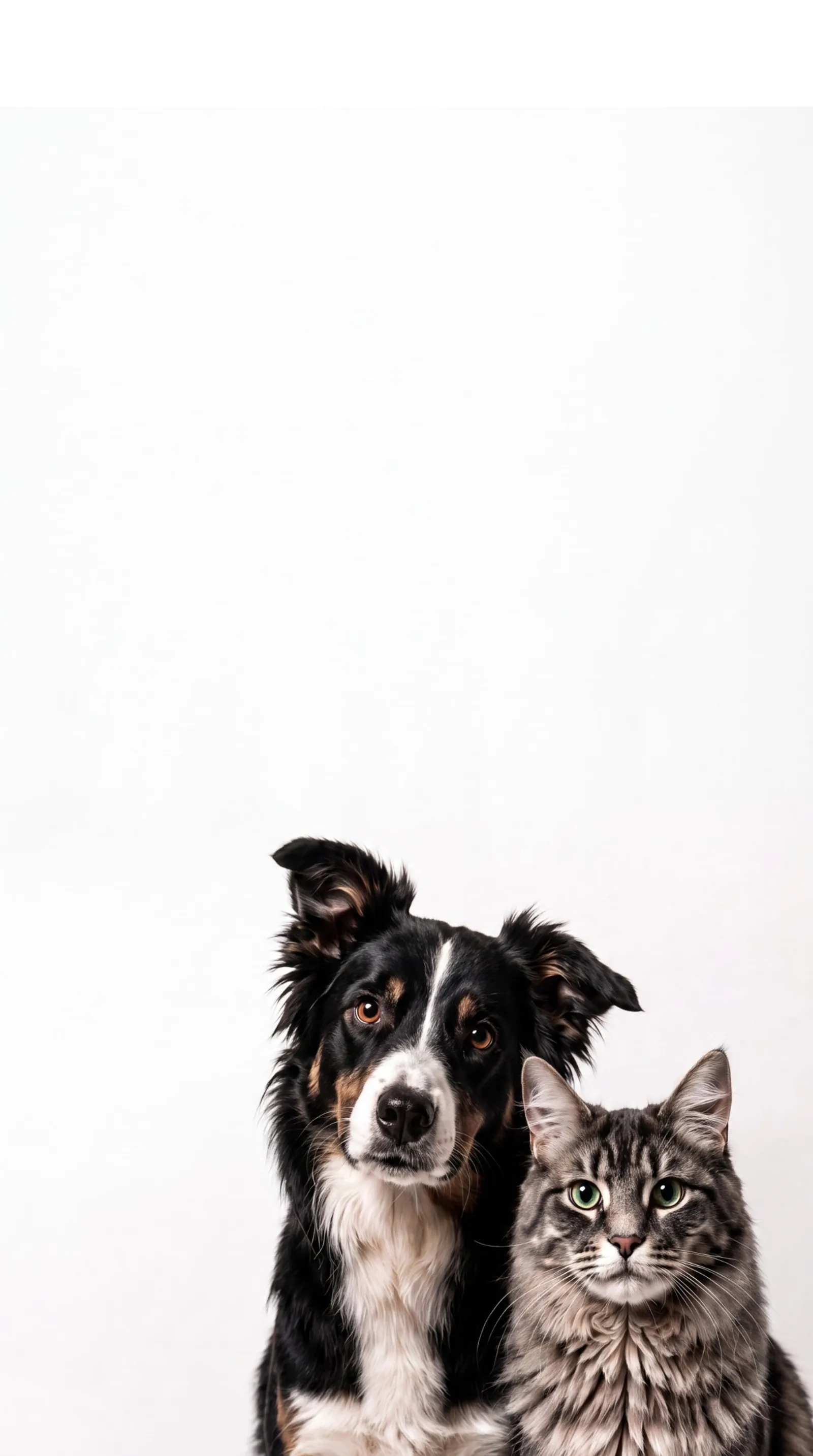 Border Collie mit getigerter Katze